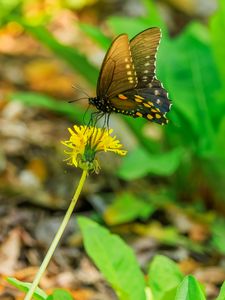 Preview wallpaper butterfly, flower, dandelion, macro, leaves, insect, nature