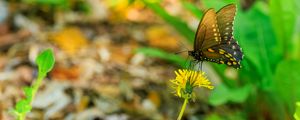 Preview wallpaper butterfly, flower, dandelion, macro, leaves, insect, nature
