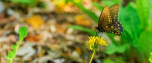 Preview wallpaper butterfly, flower, dandelion, macro, leaves, insect, nature