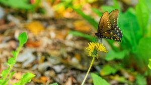Preview wallpaper butterfly, flower, dandelion, macro, leaves, insect, nature