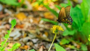 Preview wallpaper butterfly, flower, dandelion, macro, leaves, insect, nature
