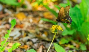 Preview wallpaper butterfly, flower, dandelion, macro, leaves, insect, nature