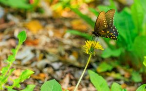 Preview wallpaper butterfly, flower, dandelion, macro, leaves, insect, nature