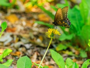 Preview wallpaper butterfly, flower, dandelion, macro, leaves, insect, nature