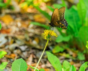 Preview wallpaper butterfly, flower, dandelion, macro, leaves, insect, nature