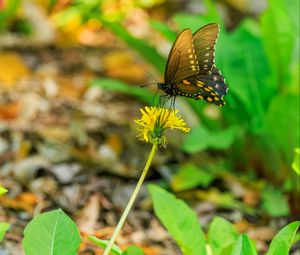Preview wallpaper butterfly, flower, dandelion, macro, leaves, insect, nature