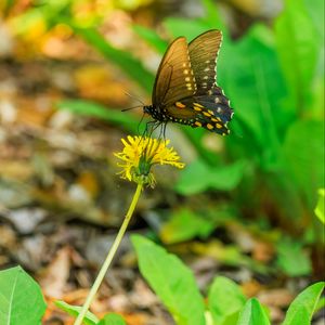 Preview wallpaper butterfly, flower, dandelion, macro, leaves, insect, nature