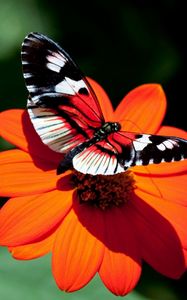 Preview wallpaper butterfly, flower, flight, wings