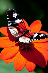 Preview wallpaper butterfly, flower, flight, wings