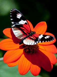 Preview wallpaper butterfly, flower, flight, wings