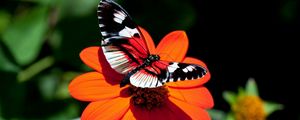 Preview wallpaper butterfly, flower, flight, wings