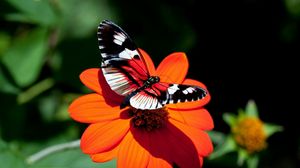 Preview wallpaper butterfly, flower, flight, wings