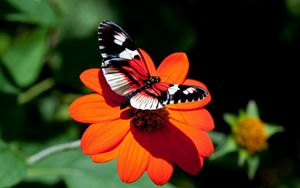 Preview wallpaper butterfly, flower, flight, wings