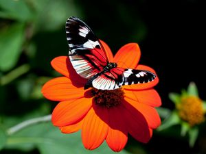 Preview wallpaper butterfly, flower, flight, wings