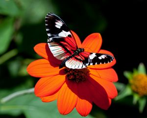 Preview wallpaper butterfly, flower, flight, wings