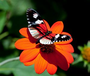 Preview wallpaper butterfly, flower, flight, wings
