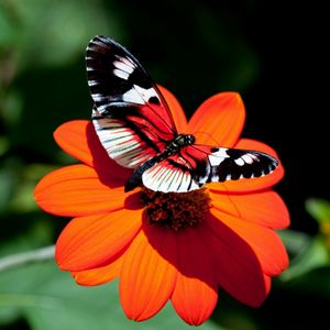 Preview wallpaper butterfly, flower, flight, wings