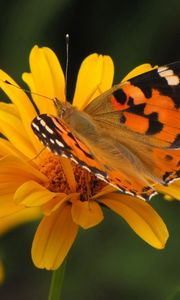 Preview wallpaper butterfly, flower, fly, patterns