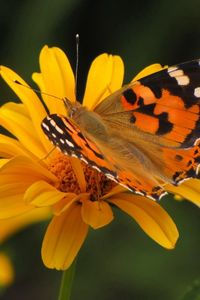 Preview wallpaper butterfly, flower, fly, patterns