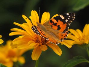 Preview wallpaper butterfly, flower, fly, patterns