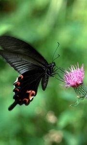 Preview wallpaper butterfly, flower, fly, swing