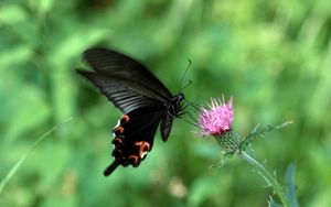 Preview wallpaper butterfly, flower, fly, swing