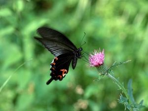 Preview wallpaper butterfly, flower, fly, swing