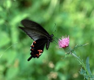 Preview wallpaper butterfly, flower, fly, swing