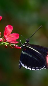 Preview wallpaper butterfly, flower, flying, wings, patterns