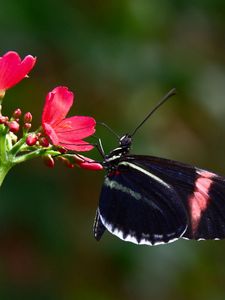 Preview wallpaper butterfly, flower, flying, wings, patterns