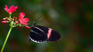 Preview wallpaper butterfly, flower, flying, wings, patterns