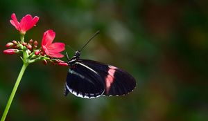 Preview wallpaper butterfly, flower, flying, wings, patterns