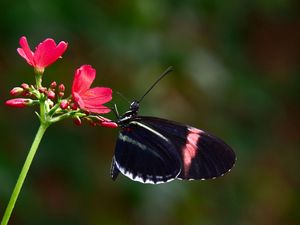 Preview wallpaper butterfly, flower, flying, wings, patterns