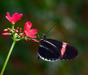 Preview wallpaper butterfly, flower, flying, wings, patterns