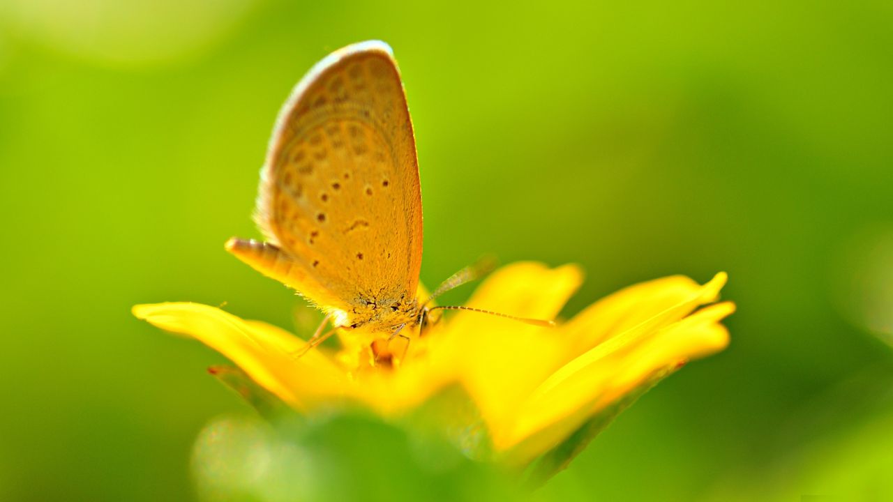Wallpaper butterfly, flower, flying, bright, color, light