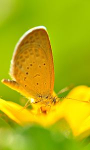 Preview wallpaper butterfly, flower, flying, bright, color, light