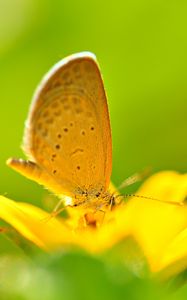 Preview wallpaper butterfly, flower, flying, bright, color, light