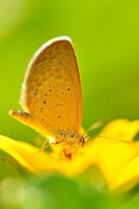 Preview wallpaper butterfly, flower, flying, bright, color, light