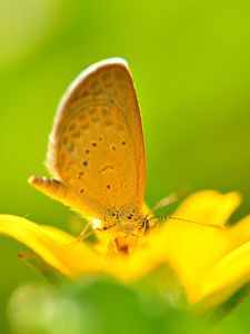 Preview wallpaper butterfly, flower, flying, bright, color, light