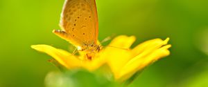 Preview wallpaper butterfly, flower, flying, bright, color, light