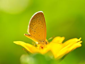 Preview wallpaper butterfly, flower, flying, bright, color, light