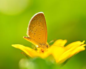 Preview wallpaper butterfly, flower, flying, bright, color, light