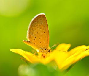 Preview wallpaper butterfly, flower, flying, bright, color, light