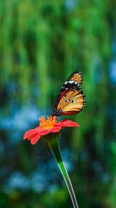 Preview wallpaper butterfly, flower, flying, beautiful, blurred