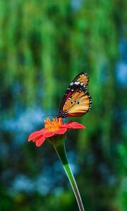 Preview wallpaper butterfly, flower, flying, beautiful, blurred