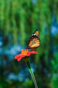 Preview wallpaper butterfly, flower, flying, beautiful, blurred