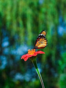 Preview wallpaper butterfly, flower, flying, beautiful, blurred