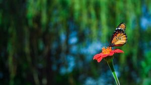 Preview wallpaper butterfly, flower, flying, beautiful, blurred