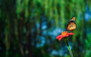 Preview wallpaper butterfly, flower, flying, beautiful, blurred