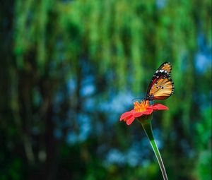 Preview wallpaper butterfly, flower, flying, beautiful, blurred